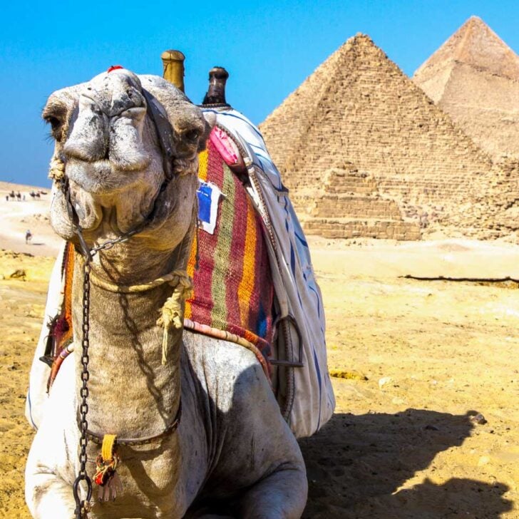 A camel in fron tof the great pyramids of Giza in Cairo Egypt