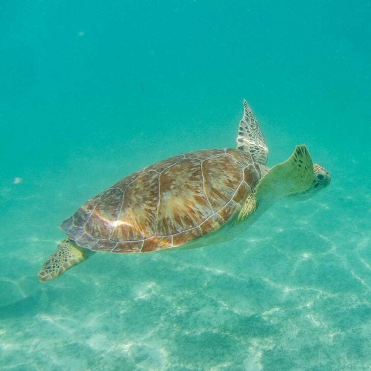 A-huge-turtle-swims-through-the-water-on-a-tour-from-Saint John