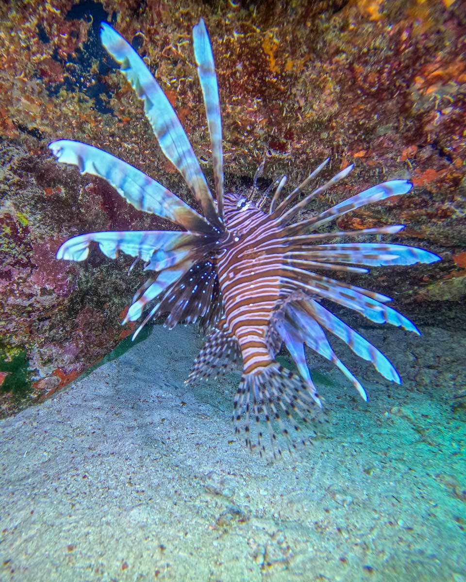 A-lion-Fish-in-the-ocean-while-scuba-diving-in St. Maarten - Copy