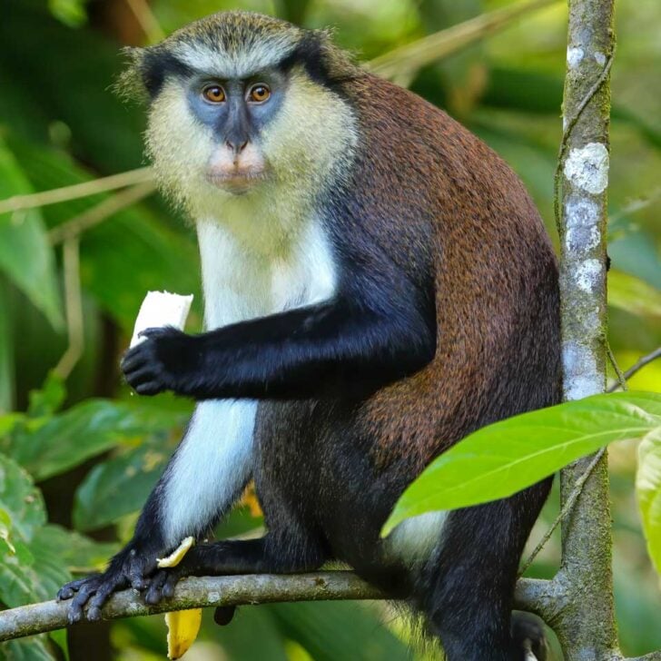 A mona monkey at Grand Etang National Park on a tour in Grenada