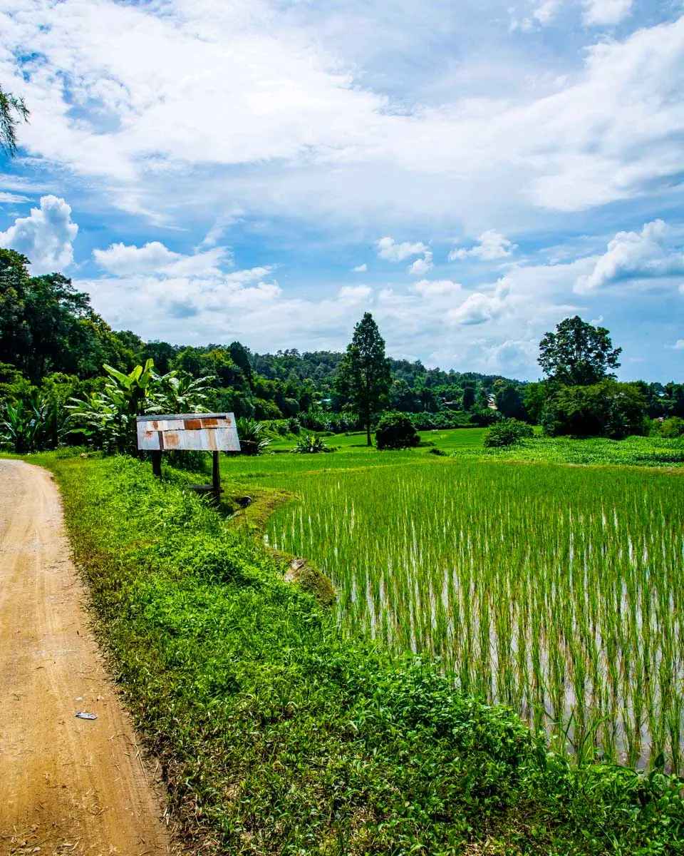 A rice field in Bali seen on an ebike tour
