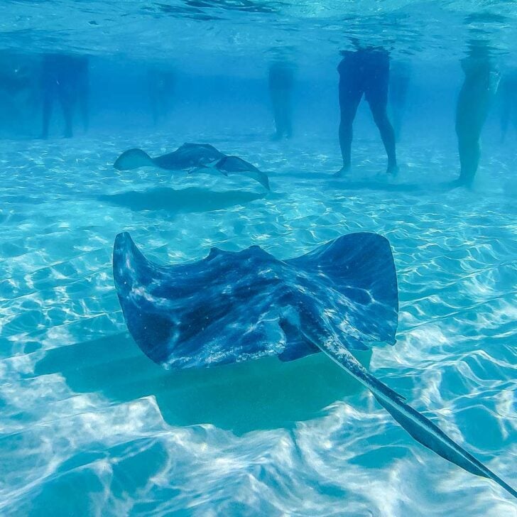 A stingray at stingray city on a tour from Grand Cayman