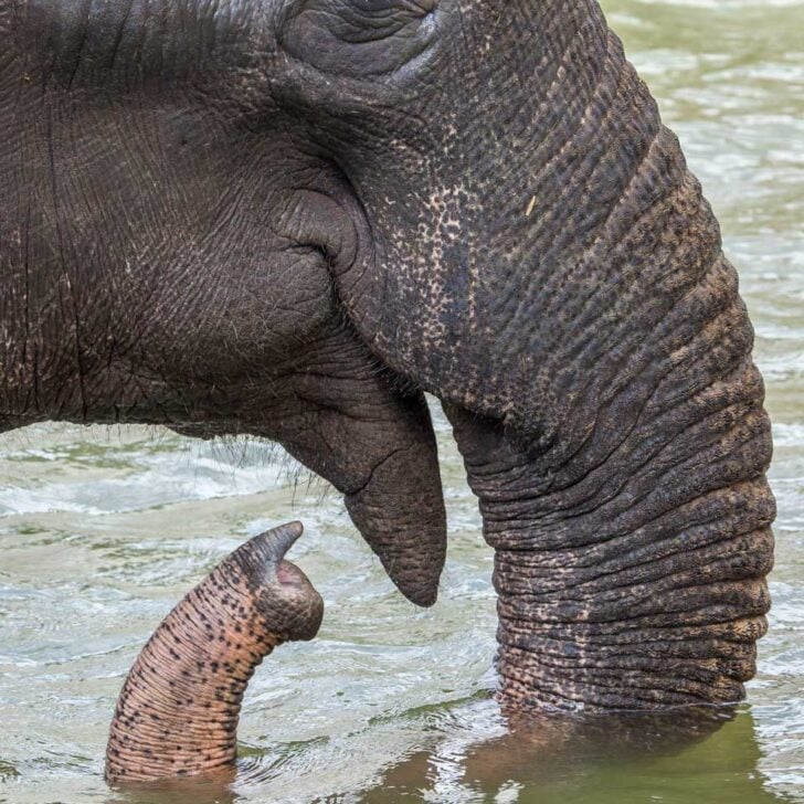 An-elephant-in-the-water-at-a-sanctuary-near-Koh Samui-Thailand