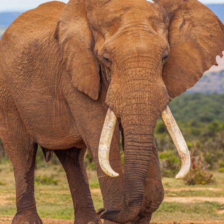 An-elephant-on-a-safari-from-Johannesburg South Africa