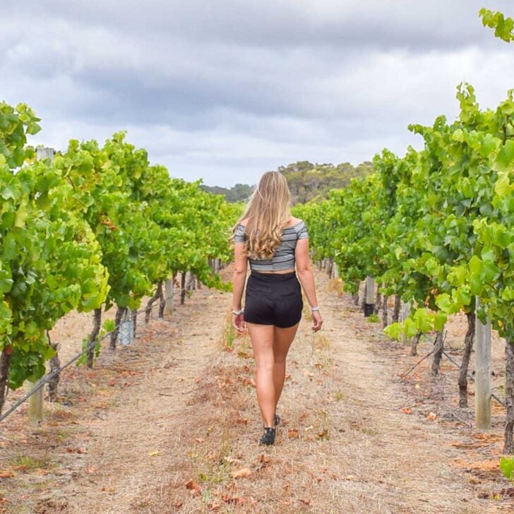Bailey-walks-down-a-row-of-vines-in-Bordeaux France