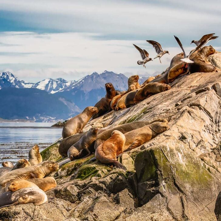 Seals-on-an-island-on-a-cruise-through-the-Beagle-Channel-Ushuaia Argentina