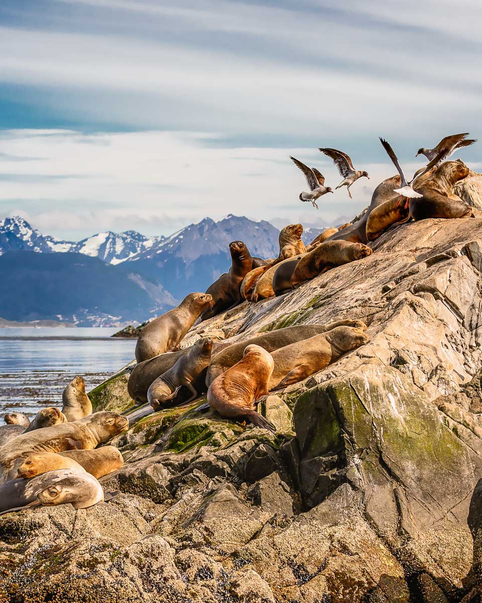 Seals-on-an-island-on-a-cruise-through-the-Beagle-Channel-Ushuaia Argentina