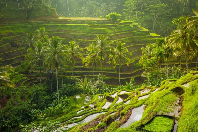 Tegallalang village rice terrace near Ubud Bali Indonesia