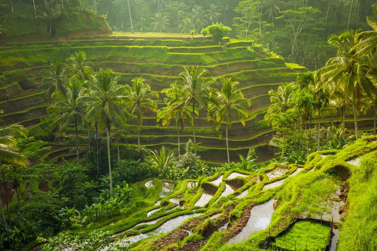 10 FUN & EXCITING Things to do in Ubud, Bali