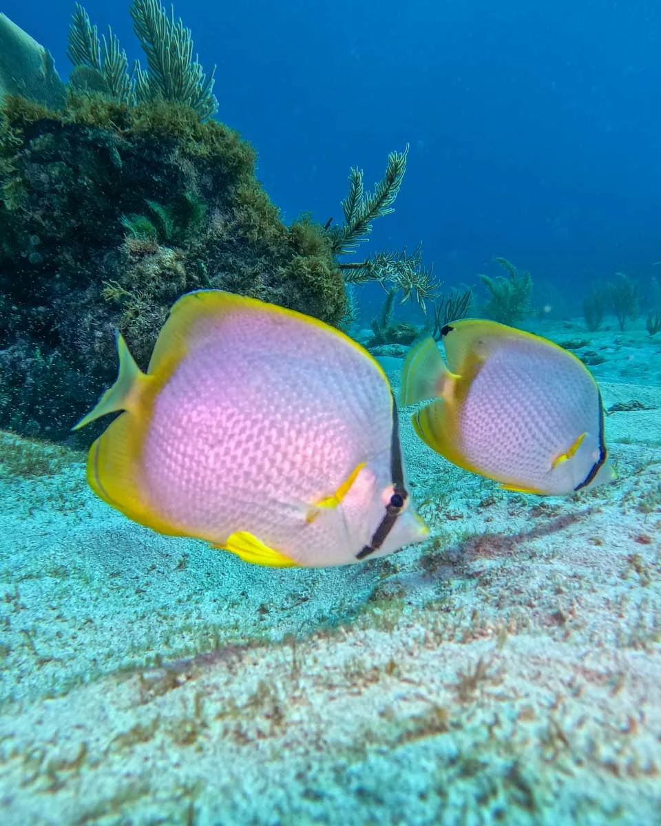 Two-fish-on-the-ocean-floor-while-scuba-diving-in-Roatan Honduras