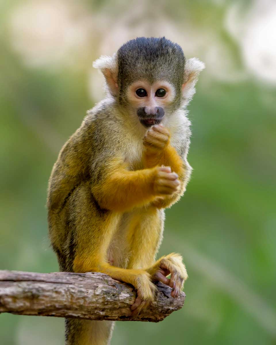 squirrel-monkey-sits-on-a-branch-at-a-sanctuary-on-a-tour-from-Puerto Plata-Dominican-Republic
