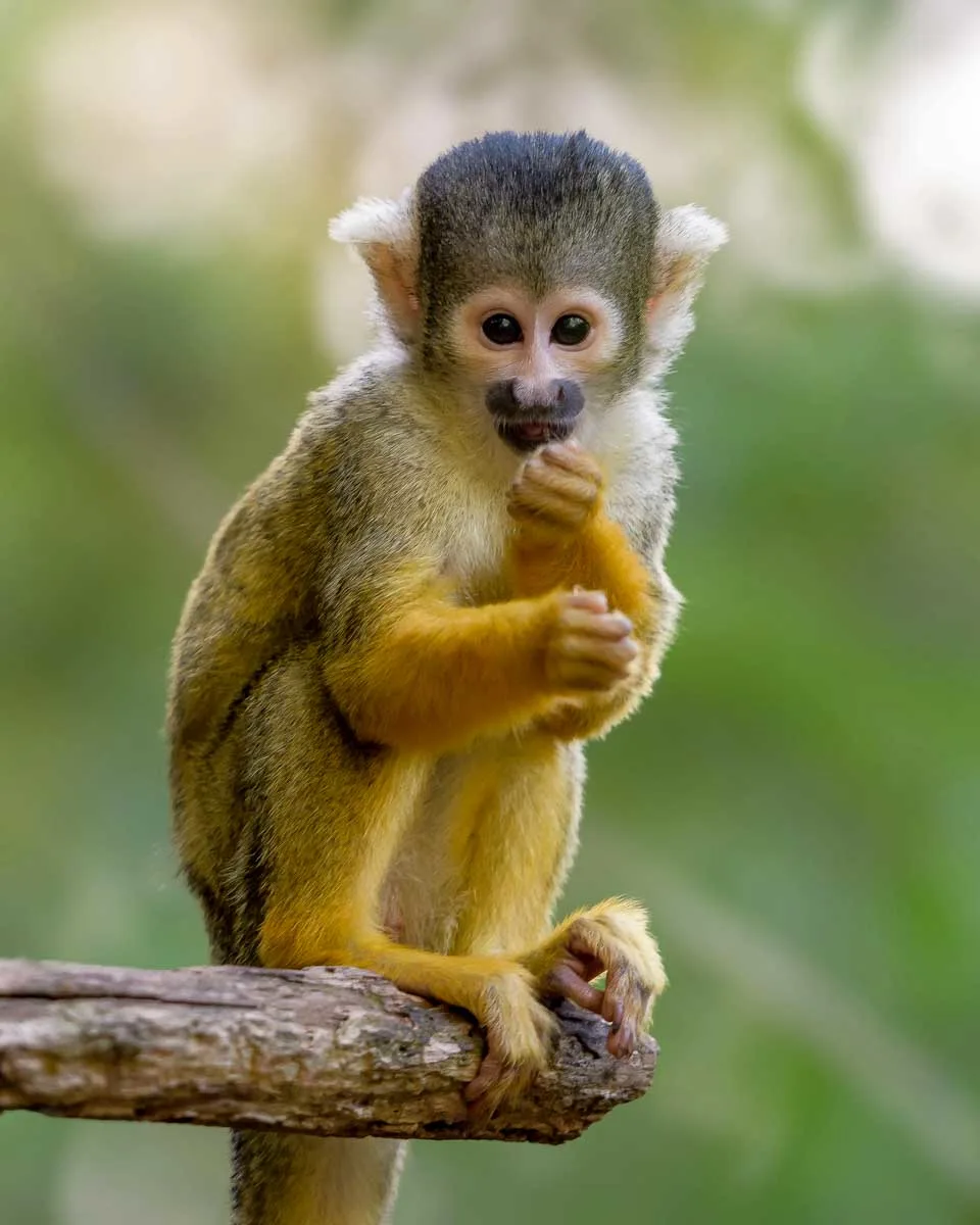 squirrel-monkey-sits-on-a-branch-at-a-sanctuary-on-a-tour-from-Puerto Plata-Dominican-Republic