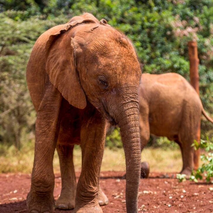 A baby elephant at the David Sheldrick Elephant Orphanage in Nairobi Kenya