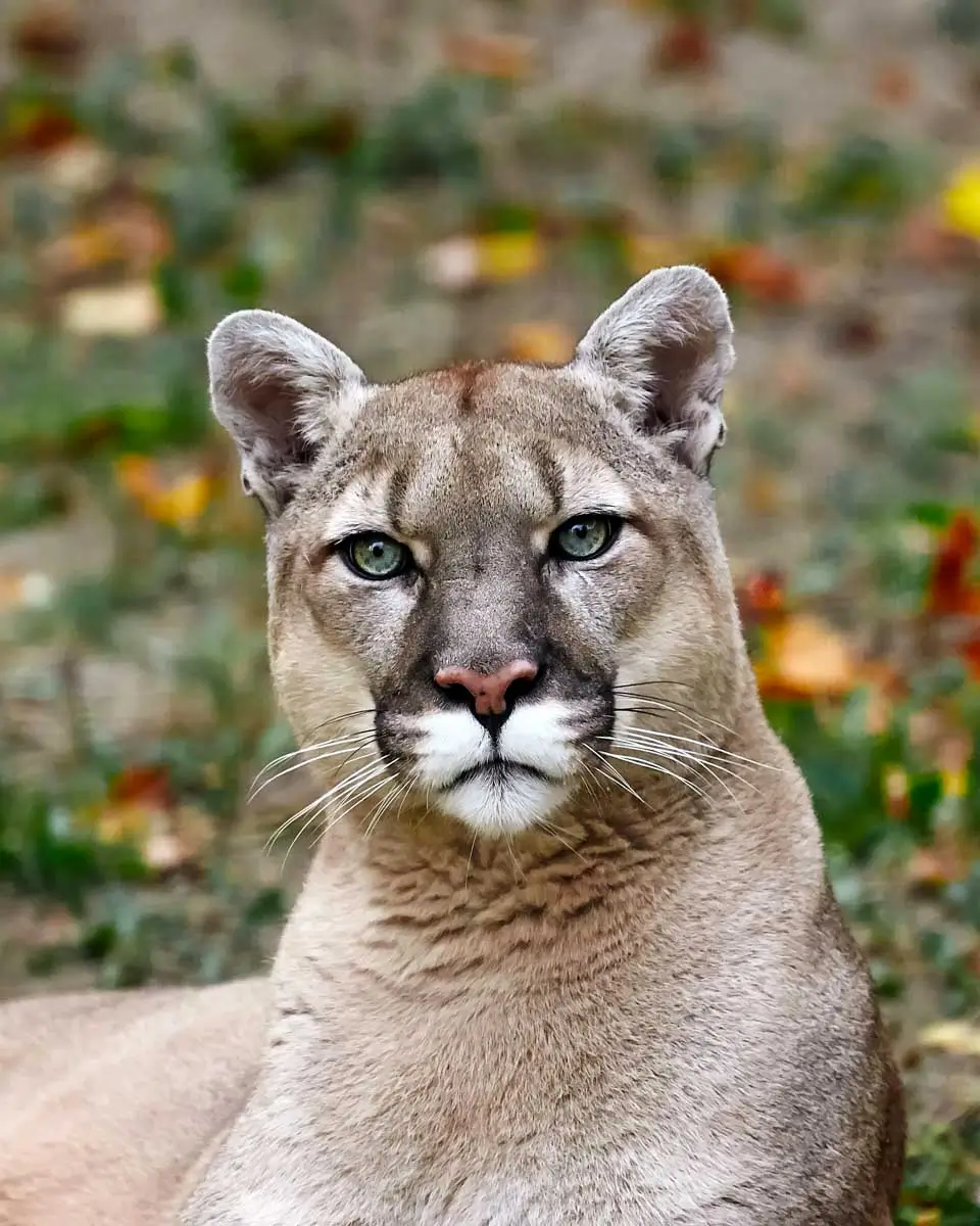 A cougar seen in Savannah Georgia at the Oatland Island Wildlife Center