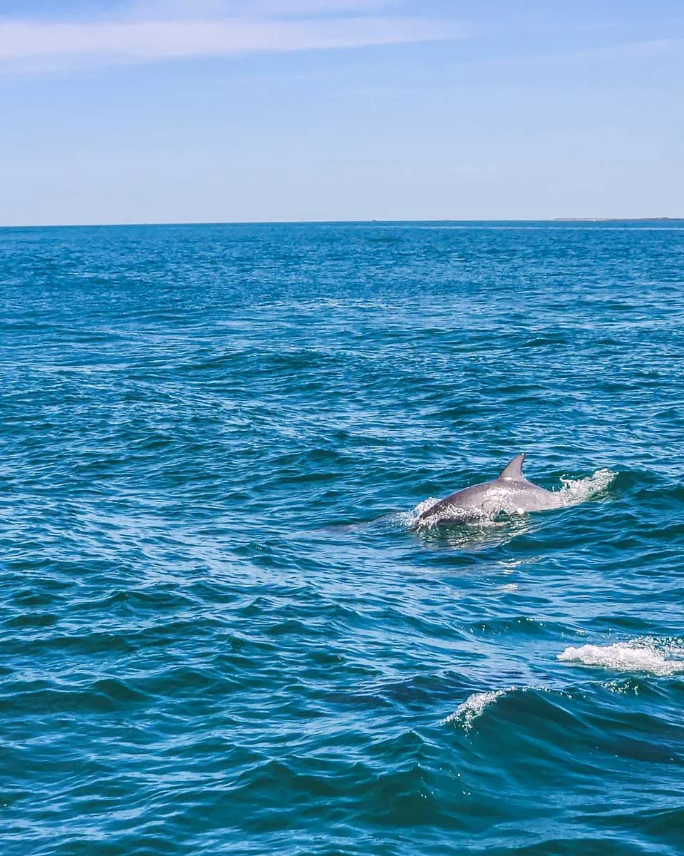 A dolphin seen on a tour in Sardinia, Italy