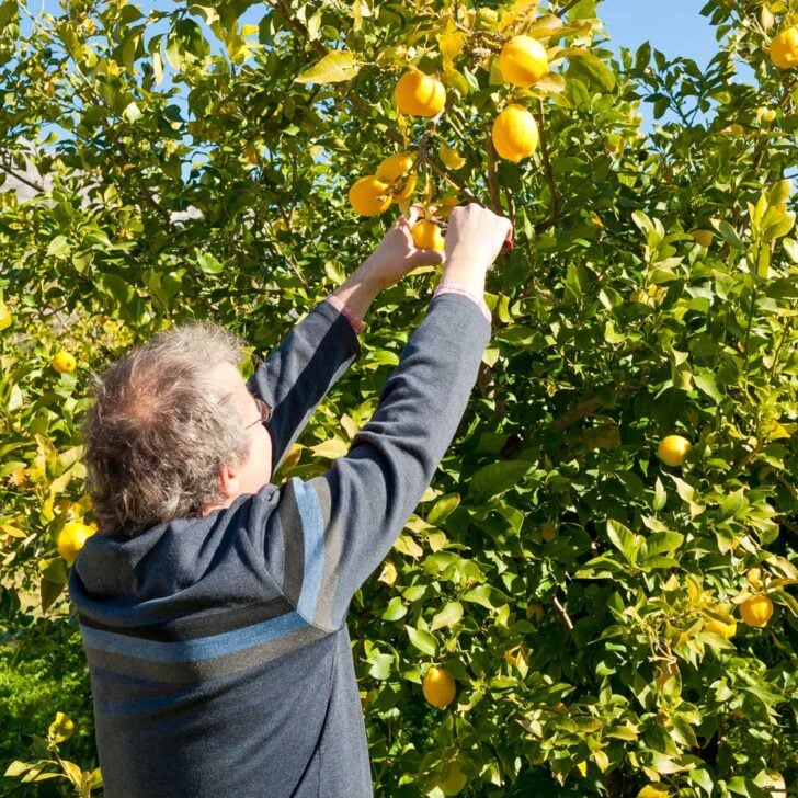 A family run lemon grove in Sorrento Italy