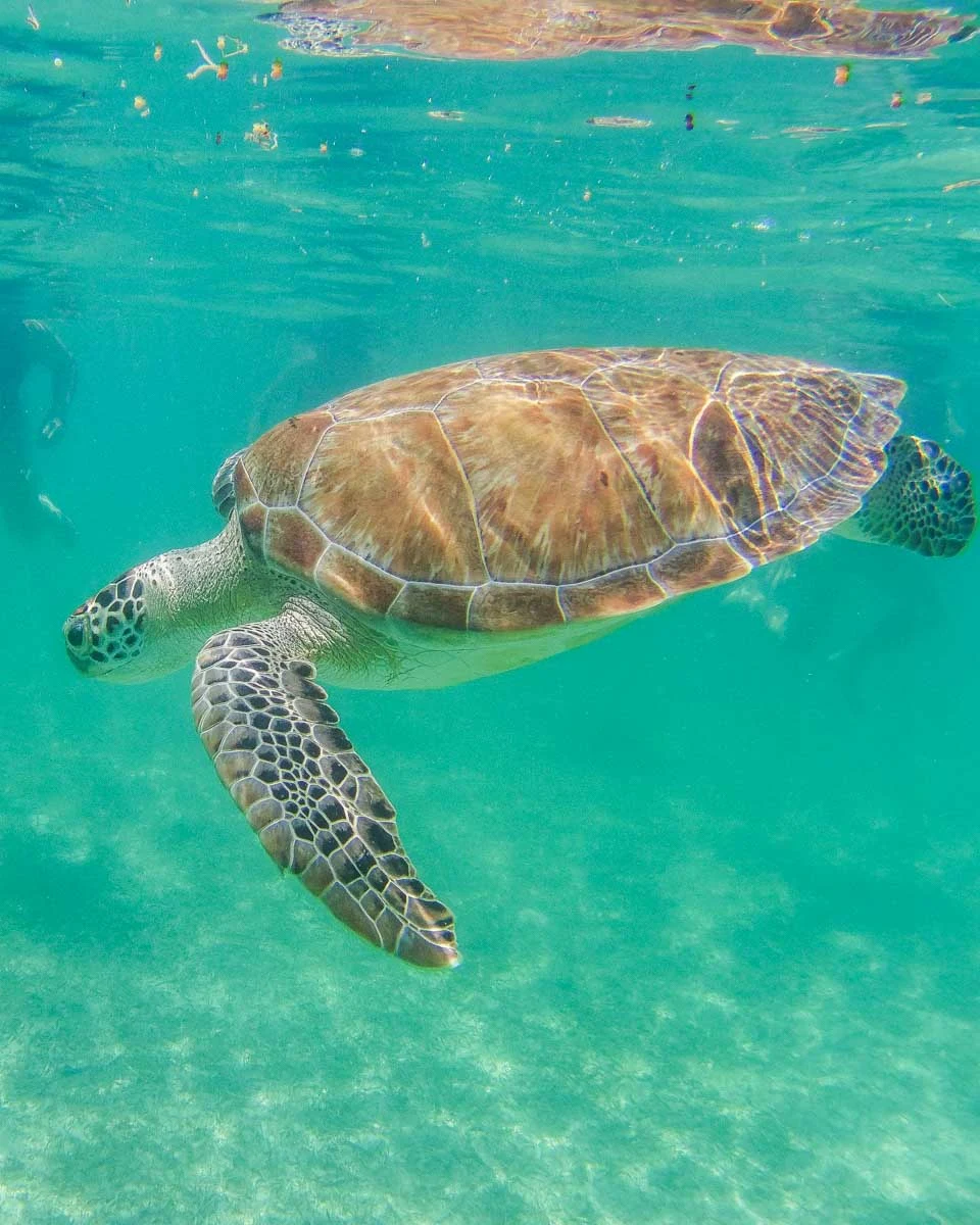 A-large-sea-turtle-swims-while-snorkeling-in-Oahu-Hawaii near Honolulu