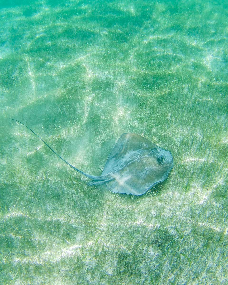 A-sting-ray-at-The-Beach-while-on-a-snorkeling-tour-in-Fajardo Puerto Rico