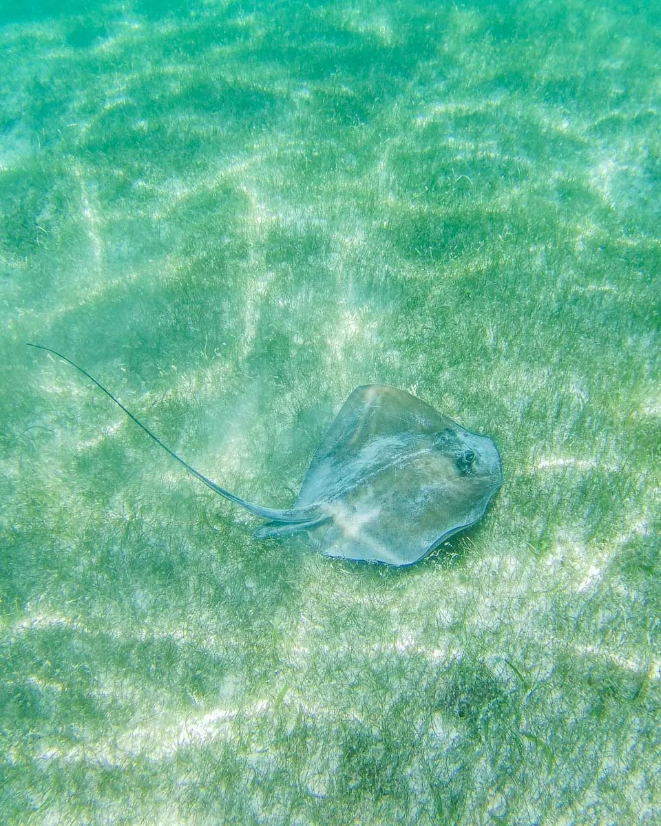 A-sting-ray-at-The-Beach-while-on-a-snorkeling-tour-in-Fajardo Puerto Rico