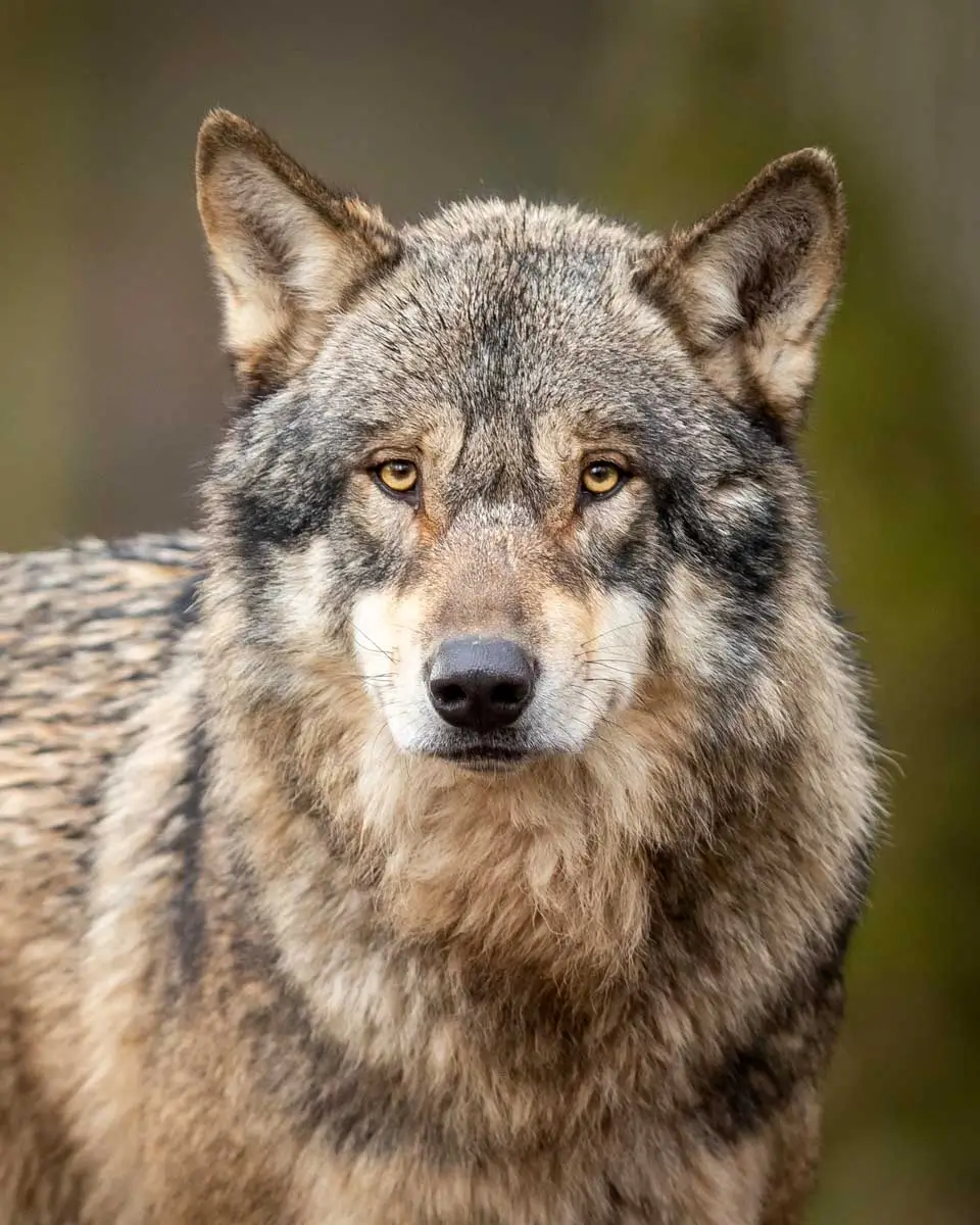 A wolf seen in Savannah Georgia at the Oatland Island Wildlife Center