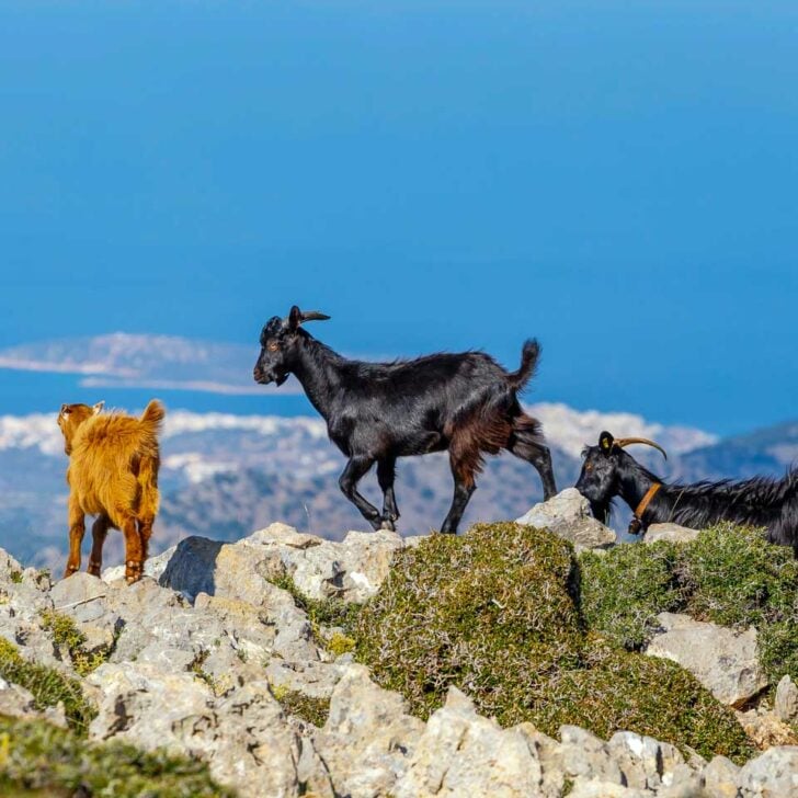 Domesticated goats seen in the Lassithi Plateau on a tour from Crete Greece