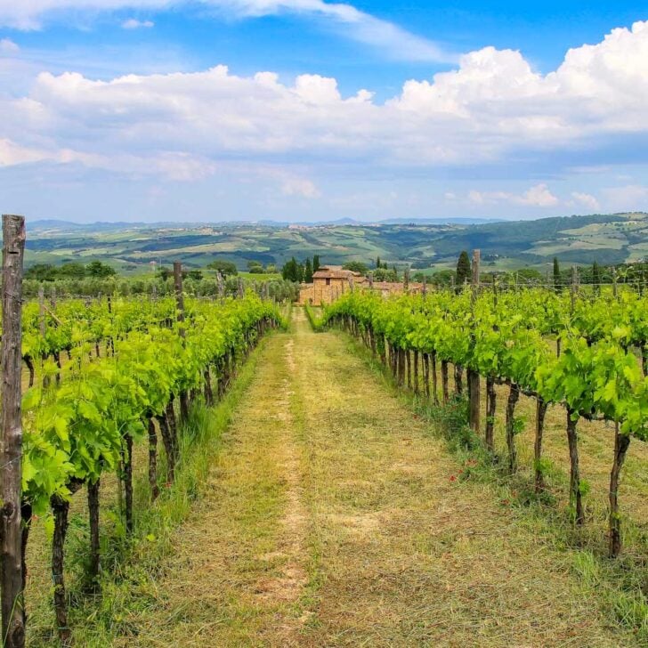 Grapevines seen at brunello di montalcino on a wine tour from Siena Italy