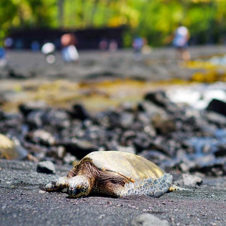 Hawaiian Green Turtles at Punalu’u Black Sand Beach seen on a tour of Big Island Hawaii