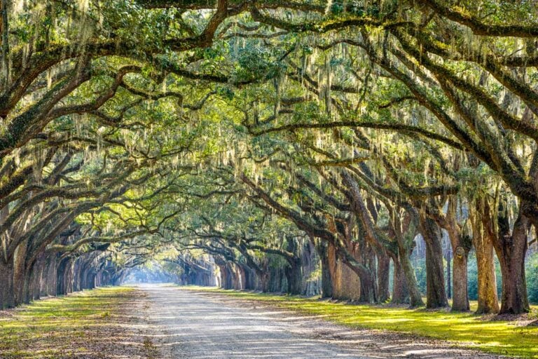 Oak trees seen in Savannah Georgia