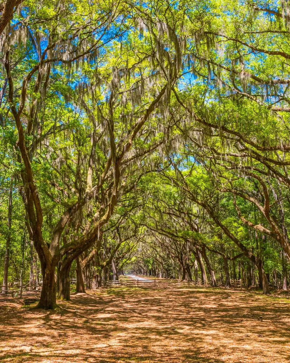 Wormsloe Historic Site, Savannah, Georgia (1)