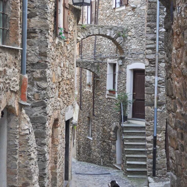 A caruggi and dog seen on a tour in Genoa Italy