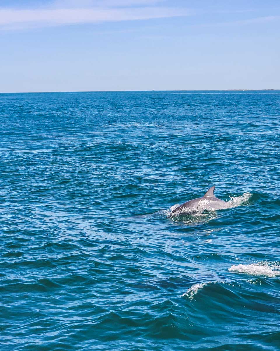 A-dolphin-seen-on-a-tour from Naples Florida