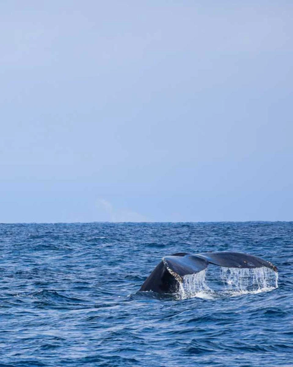 A humpback whale seen on a whale watching tour in Reykjavik Iceland