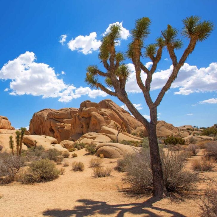 A joshua tree in the desert seen on a tour from Palm Springs California