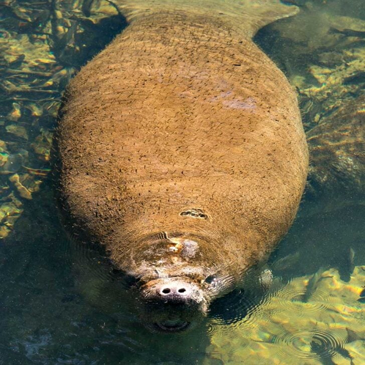 A manatee seen on a wildlife tour from Naples Florida-2