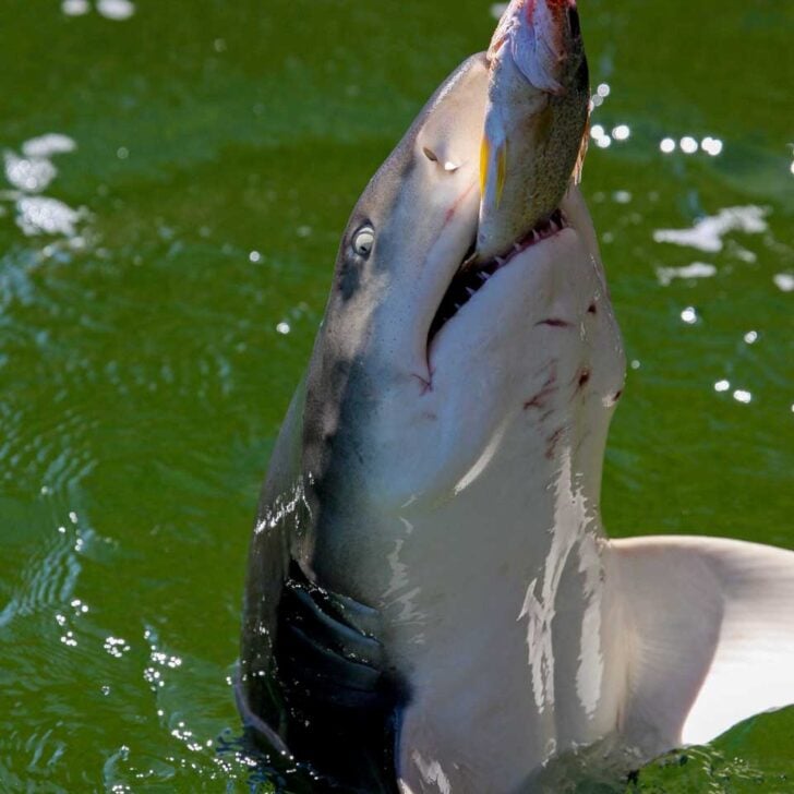 A shark feeding on a fish on a tour from Key West Florida