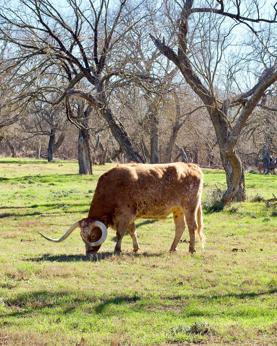 A-texas-longhorn-seen-in Fort Worth on a tour from Dallas, Texas