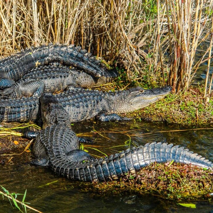 Alligators seen in the Everglades National Park on a tour from Orlando Florida