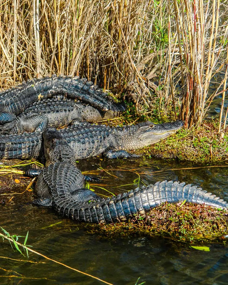 Alligators seen in the Everglades National Park on a tour from Orlando Florida