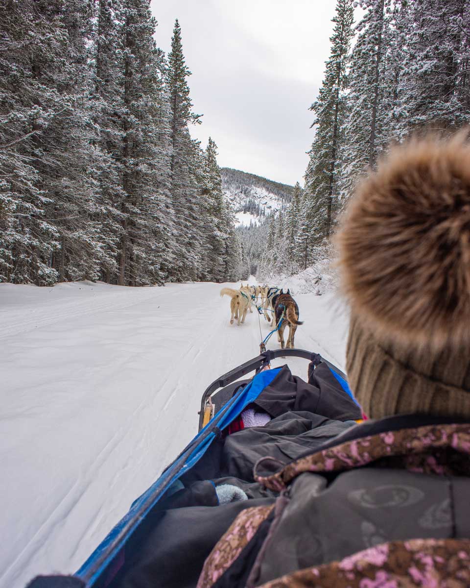Bailey-dog-sledding-in-Riga-Latvia