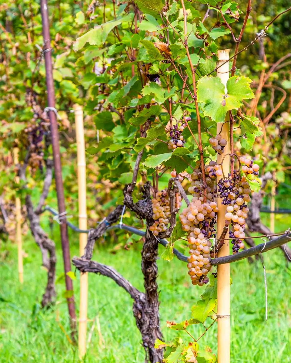 Grapes growing at a vineyard seen on a wine tour from Atlanta, Georgia