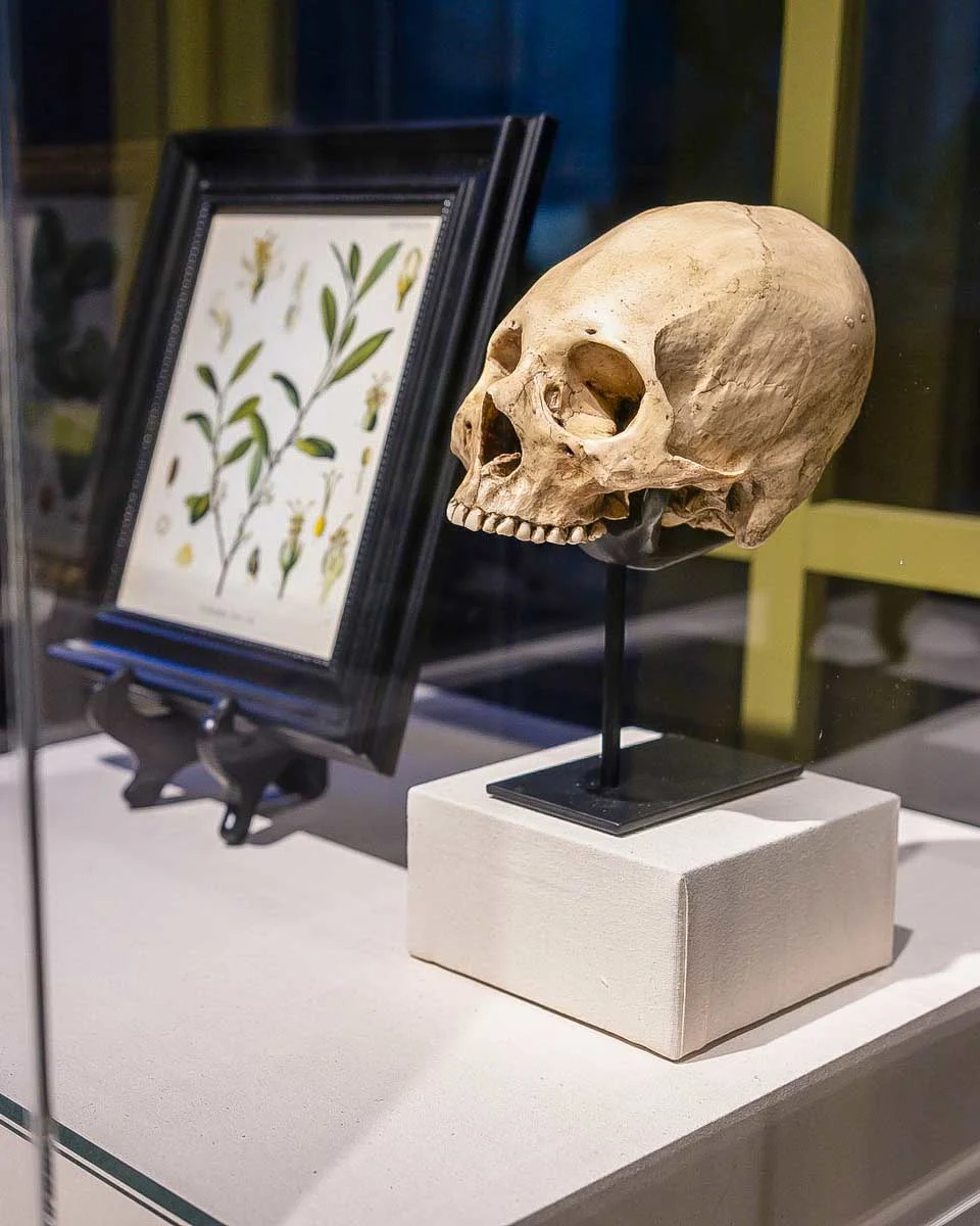 Houston Museum of Natural Science human skull Houston Texas