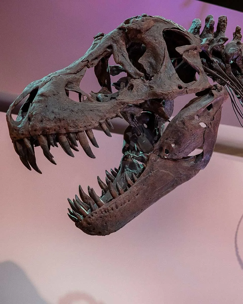 Houston Museum of Natural Science t rex skeleton in Houston Texas