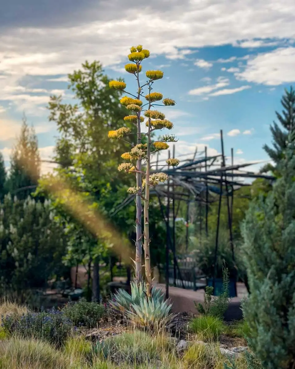 Santa Fe Botanical Garden in Santa Fe, New Mexico