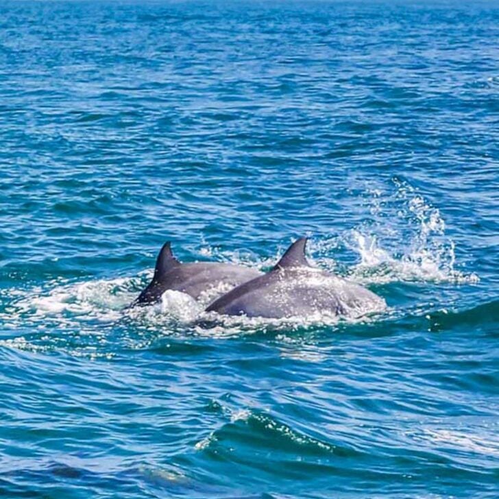 Two-dolphins-swim-on a tour from Albufeira Portugal