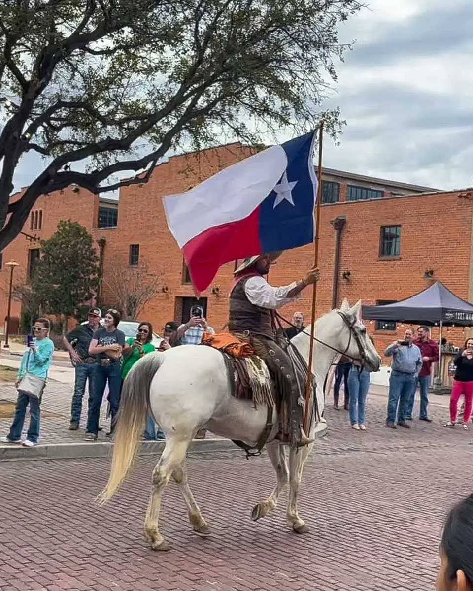 fortworthstockyards long horn coming down the street seen ona tour from Dallas Texas