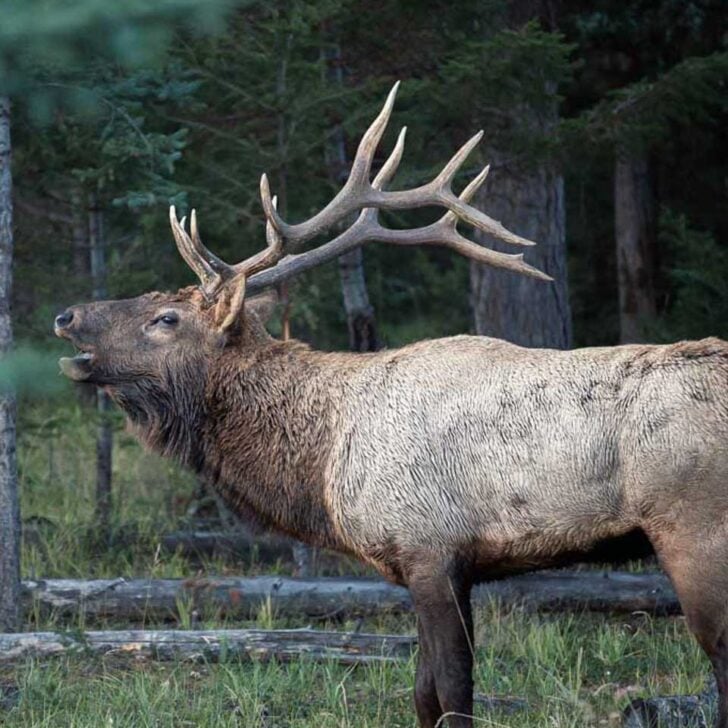 A-Bull-Elk-in-Rocky Mountain National Park seen on a tour from Denver Colorado