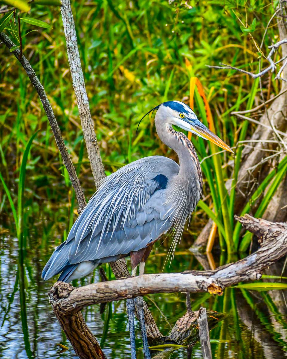 A Great Blue Heron in Audubon Corkscrew Swamp Sanctuary near Naples Florida