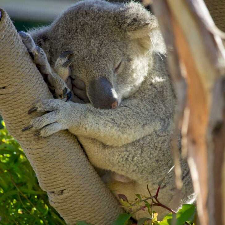 A Koala sleeps at the San Diego Zoo