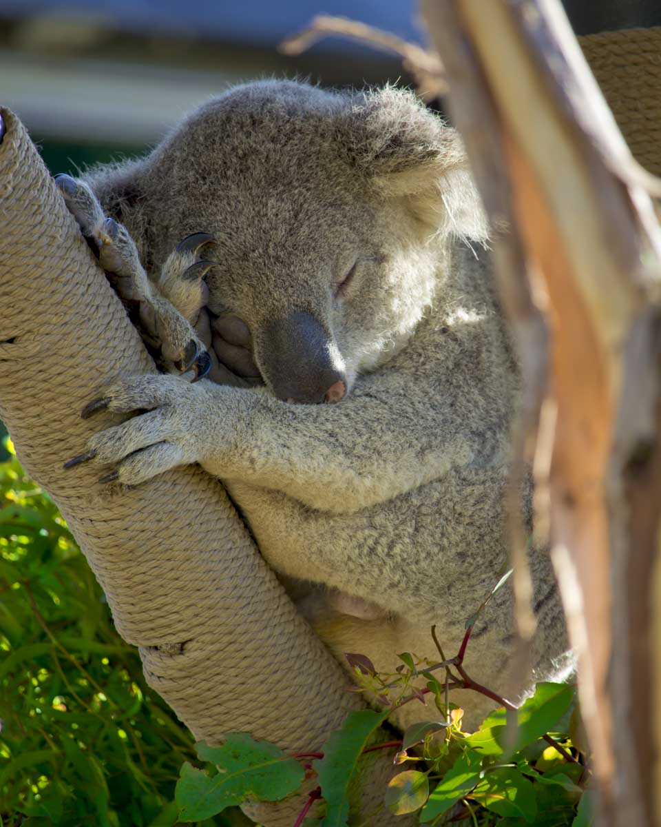 A Koala sleeps at the San Diego Zoo