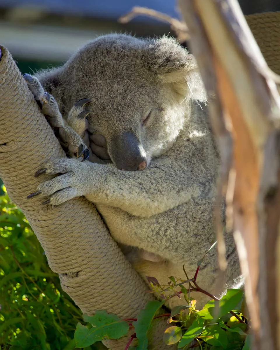 A Koala sleeps at the San Diego Zoo